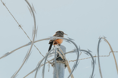 Campylorhynchus brunneicapillus