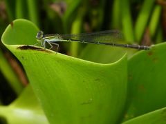 Agriocnemis exsudans