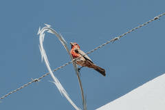 Haemorhous mexicanus