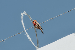Haemorhous mexicanus