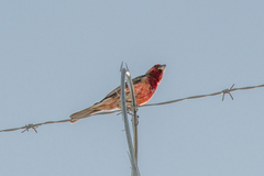 Haemorhous mexicanus