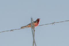 Haemorhous mexicanus