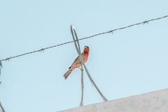 Haemorhous mexicanus
