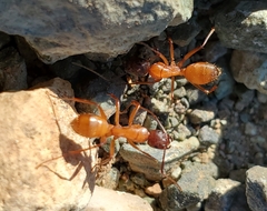 Camponotus semitestaceus