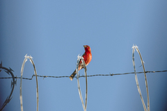 Haemorhous mexicanus