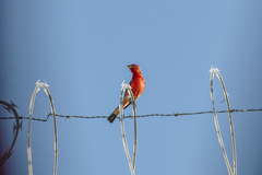 Haemorhous mexicanus