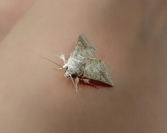 Noctuoidea