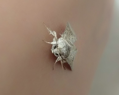 Noctuoidea