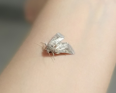 Noctuoidea