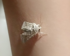 Noctuoidea
