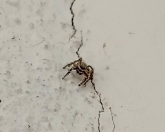 Salticinae