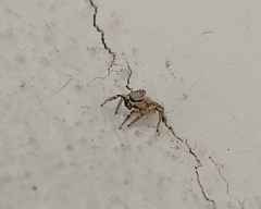 Salticinae