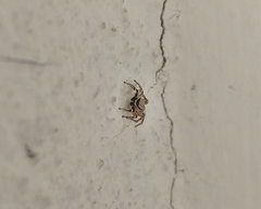 Salticinae