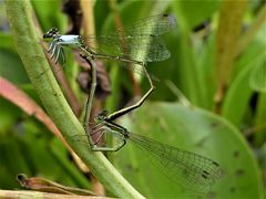 Agriocnemis exsudans