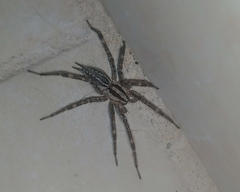 Agelenopsis