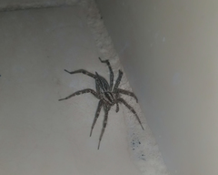 Agelenopsis