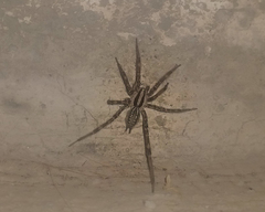 Agelenopsis