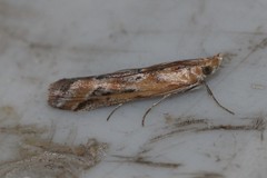 Ancylosis cinnamomella