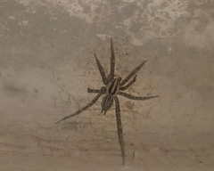 Agelenopsis