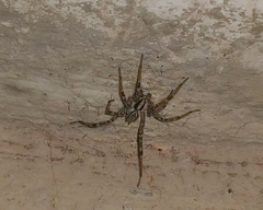 Agelenopsis