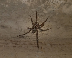 Agelenopsis