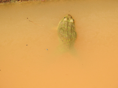 Hoplobatrachus crassus