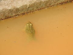 Hoplobatrachus crassus