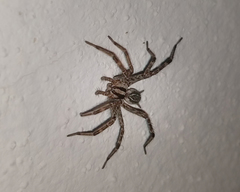 Agelenopsis