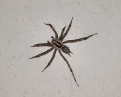 Agelenopsis