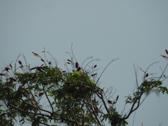 Peltophorum pterocarpum