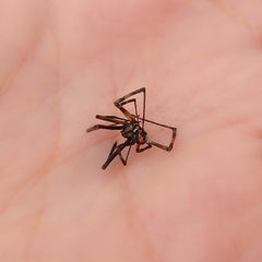 Latrodectus