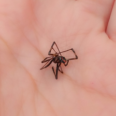 Latrodectus