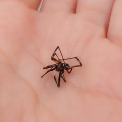 Latrodectus