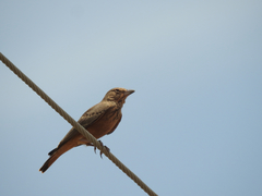 Ammomanes phoenicura