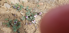 Viola trinervata