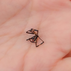 Latrodectus