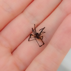 Latrodectus