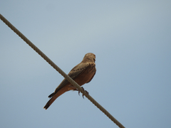 Ammomanes phoenicura