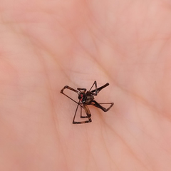 Latrodectus