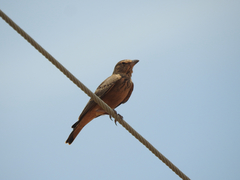 Ammomanes phoenicura