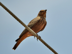 Ammomanes phoenicura