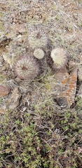 Pediocactus nigrispinus