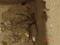 Phoneutria nigriventer