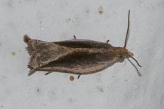 Spilonota mortuana
