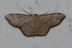 Idaea craspedota