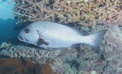 Plectorhinchus pica