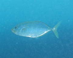 Craterognathus plagiotaenia