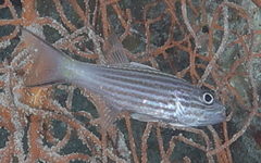 Cheilodipterus intermedius