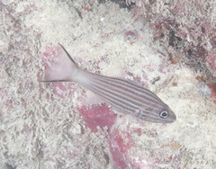 Cheilodipterus intermedius