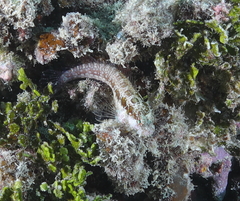 Crossosalarias macrospilus